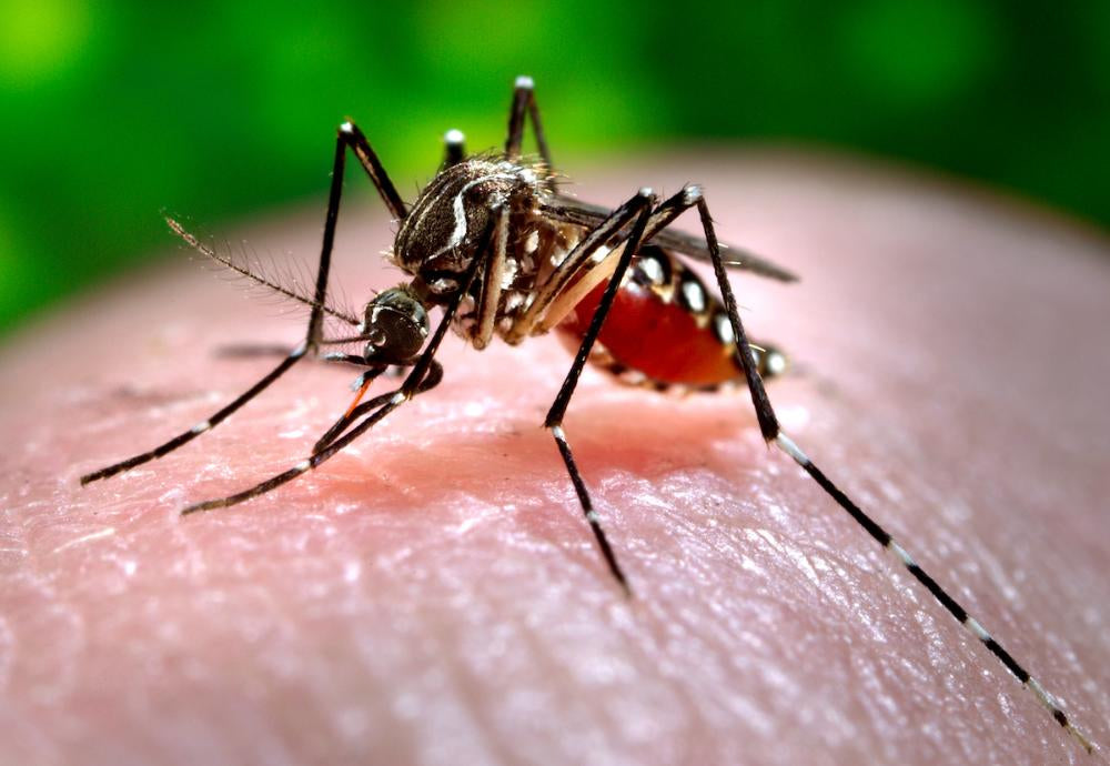 The Science of Physical Mosquito Repellents: A Complete Guide
