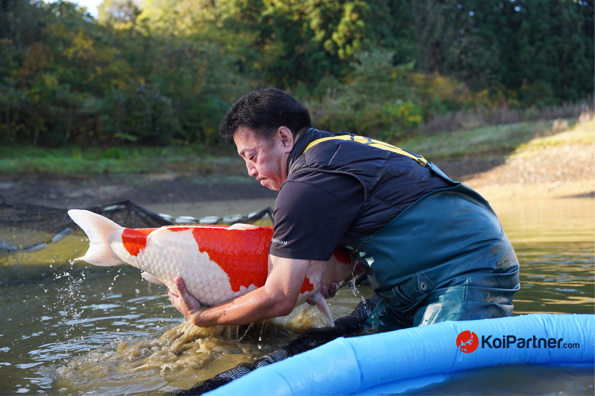 From Beginner to Expert: The Journey of Koi Fish Breeding