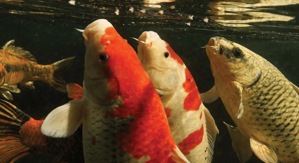 The Secret of Dissolved Oxygen: Why Oxygen Levels Directly Affect Koi Growth and Appetite