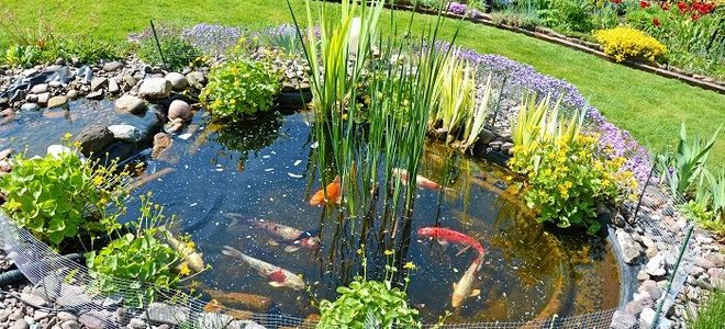 The Art and Science of Koi Pond Maintenance: A Complete Cleaning Protocol
