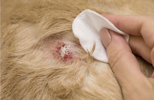 Beware of “Artificial Sunlight” Burns: How to Recognize Photosensitive Dermatitis in Pets