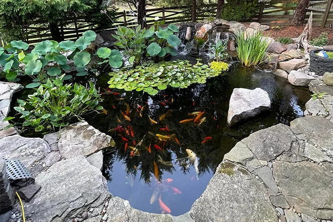 UV-C Sterilizing Lamps in Koi Ponds: How to Scientifically Prevent Algae Blooms and Green Water