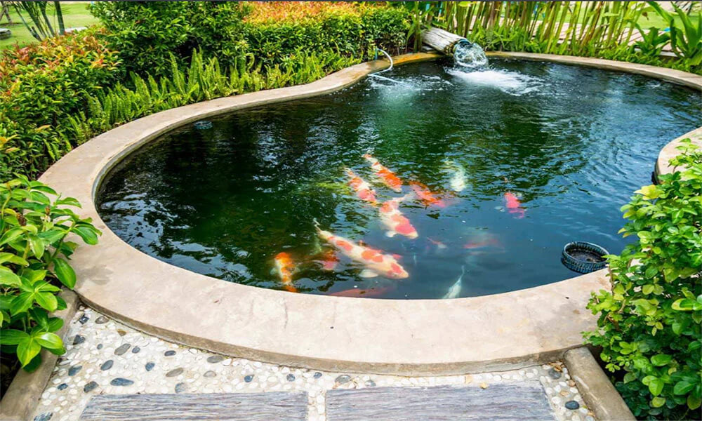 What to Do When Your Koi Pond Has Too Much Algae: Ecological Balance Tips
