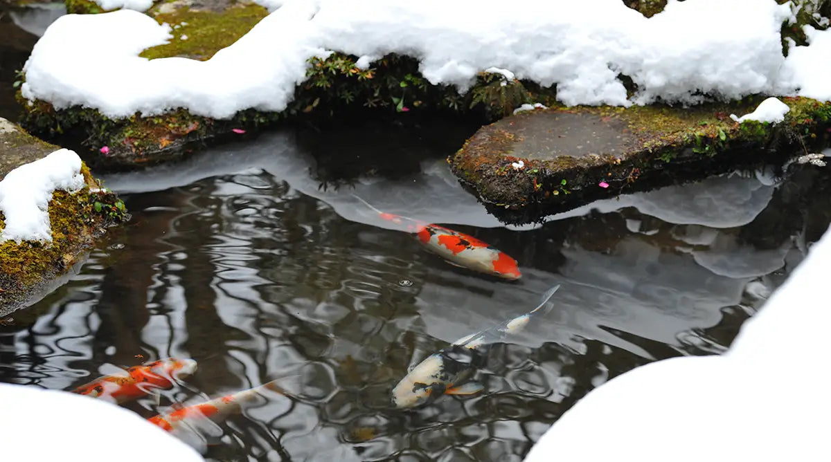 The Ultimate Koi Winter Survival Guide: How to Keep Your Pond Stable Through Harsh Cold Weather