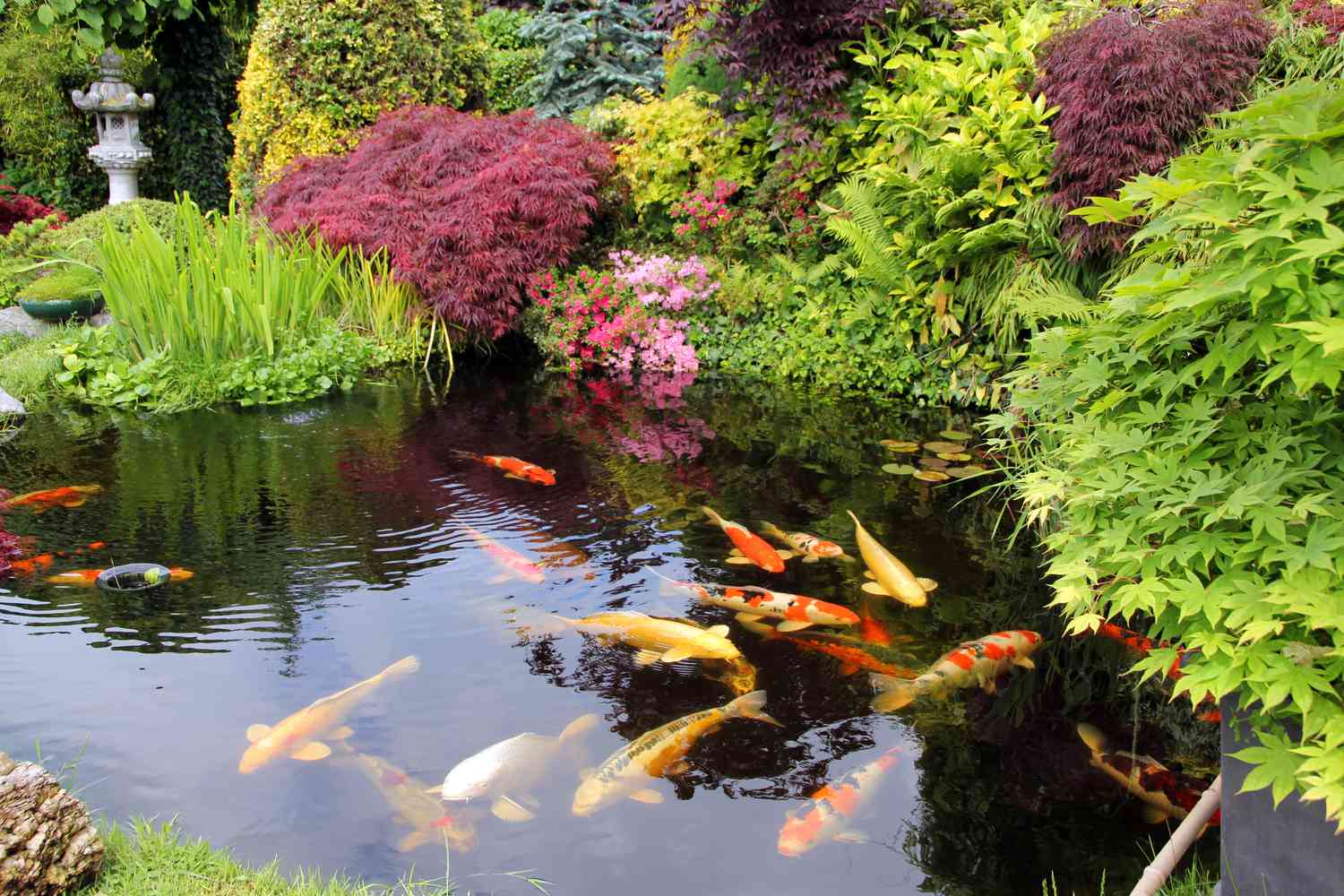 The Ultimate Beginner’s Guide to Keeping Koi Fish at Home: From Pond Setup to Daily Care