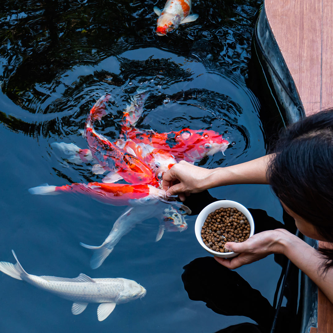 Seasonal Feeding Guide for Koi: Why Spring and Fall Feeding Logic Are Completely Different