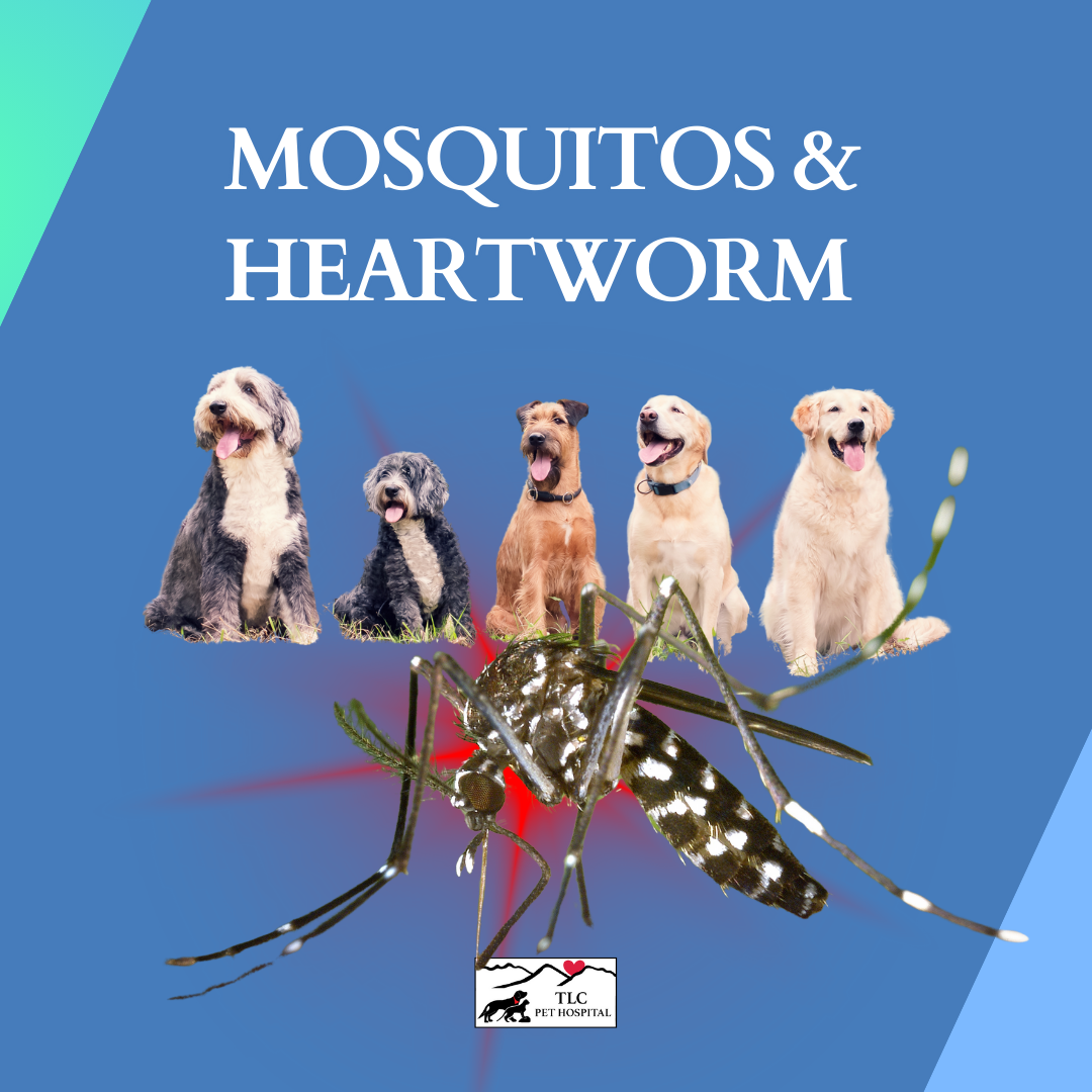 Pets Hate Mosquitoes Too: The Ultimate Outdoor Mosquito Prevention Guide for Heartworm Protection