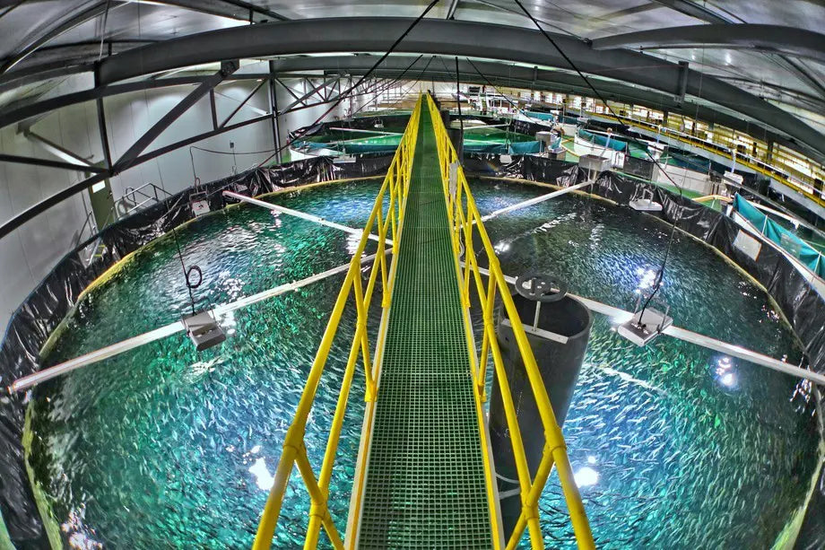 The Hidden Secret of Aquaculture How UV Light Effectively Controls Algae and Pathogens in Fish Tanks and Aquariums