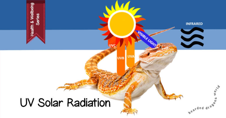 How to Choose the Right UV Spectrum for Different Reptile Pets