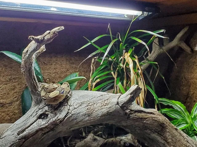 Stop Blindly Adding UVB Light: Does Your Pet Really Need a UVB Lamp?