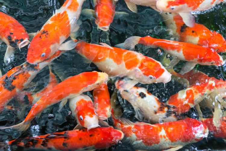The Complete Guide to Choosing the Right Size for Your Koi Pond
