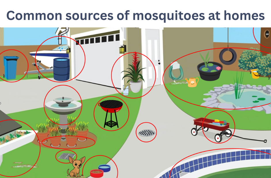 Backyard Party Mosquito Control Guide: How Landscape Design and Physical Devices Can Reduce Mosquito Breeding