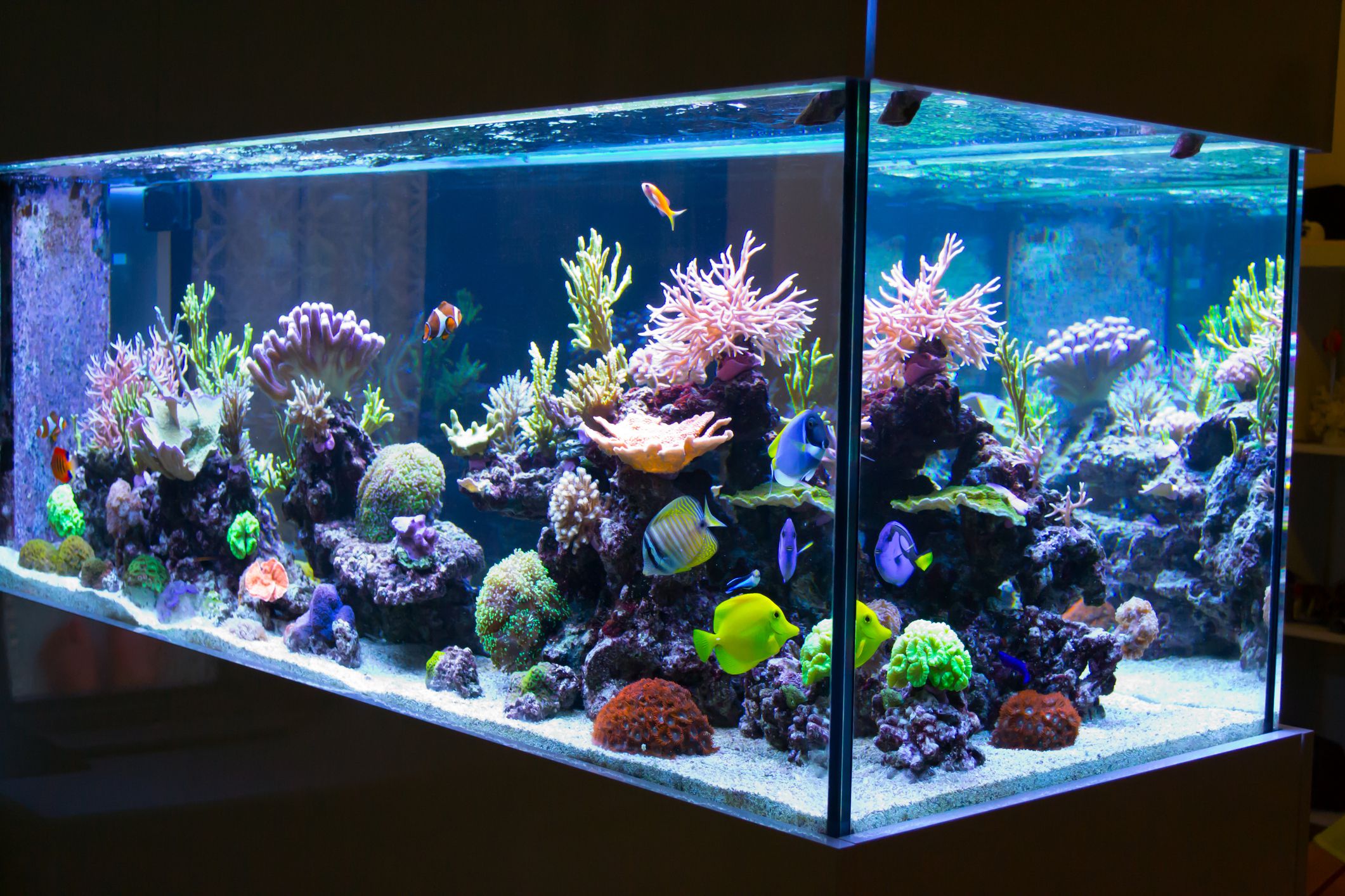 Aquarium Illumination Revolution: How Smart LED Systems Are Redefining Underwater Ecosystems