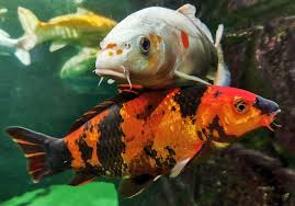 The Hidden Dichotomy: 12 Dimensions That Truly Separate Koi from Common Carp