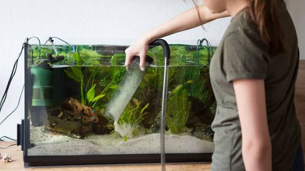How to Extend the Life of Your Aquarium UV Filter: Essential Maintenance Tips