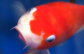 The Shadow Elegance: Mastering the Ideal Environment for Dark-Colored Koi