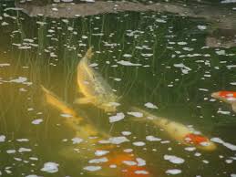 Liquid Lifelines: Mastering Water Chemistry for Thriving Koi