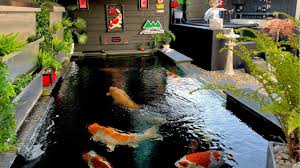 The Koi Keeper’s Water Whisperer: How to Diagnose and Fix Unseen Threats in Your Pond