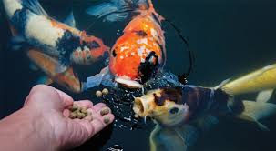 Liquid Assets: The $9.8 Billion Global Koi Economy