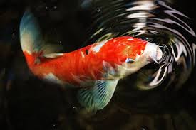 The Ultimate Guide to Koi Pond Filtration System Maintenance