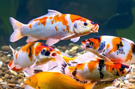 The Ultimate Guide to Home Koi Keeping: From Pond to Paradise
