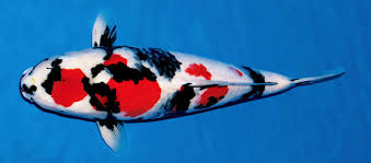 Showa vs. Taisho Sanshoku: Decoding Koi Royalty’s Defining Battle