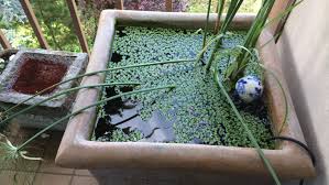 Can You Keep Koi Fish on Your Apartment Balcony? Tips for Small-Space Koi Keeping