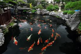 Can Koi Live with Other Ornamental Fish? A Complete Guide to Mixed Stocking