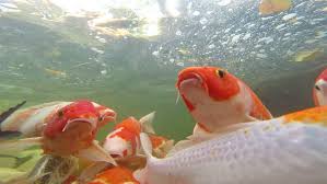 Common Mistakes in Koi Keeping: Are You Falling into These Traps?