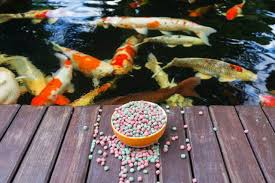🐟 What Do Koi Eat? Best Feed Combinations and Feeding Techniques