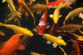 🐠 The Ultimate Guide to Koi Varieties: How to Choose the Perfect Koi for Your Pond