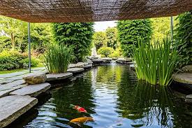 The Complete Guide to Koi Diseases: Identification, Treatment & Prevention