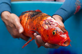 Comprehensive Guide to Diagnosing and Treating Sick Koi