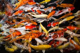 How to Make Your Koi Colors Brighter: Proven Feeding and Care Secrets