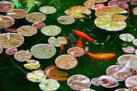 The Ultimate Guide to Boosting Koi Immunity: Build Disease-Resistant Fish