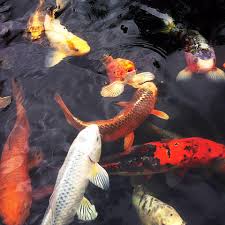 The Art of Seasonal Koi Stewardship