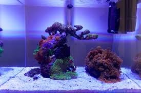 Heater and Reef Tank Compatibility: How Salt Corrosion Impacts Performance, Safety, and Longevity