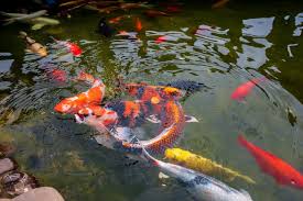 🐟 Practical Guide to Koi Pond Maintenance