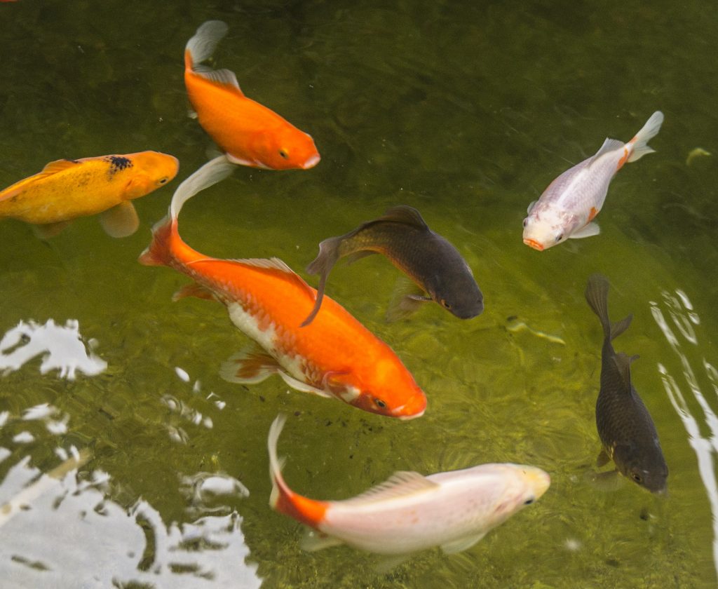 The Ultimate Seasonal Koi Care Guide: 6,000-Word Masterclass for Year-Round Healthy Fish