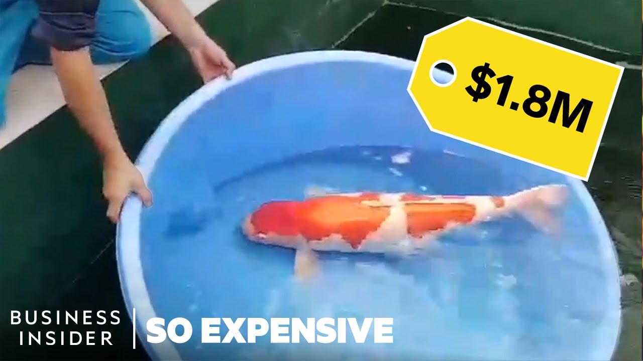 From Pets to Collectibles: Understanding the Auction Mechanics and Investment Logic of High-End Koi