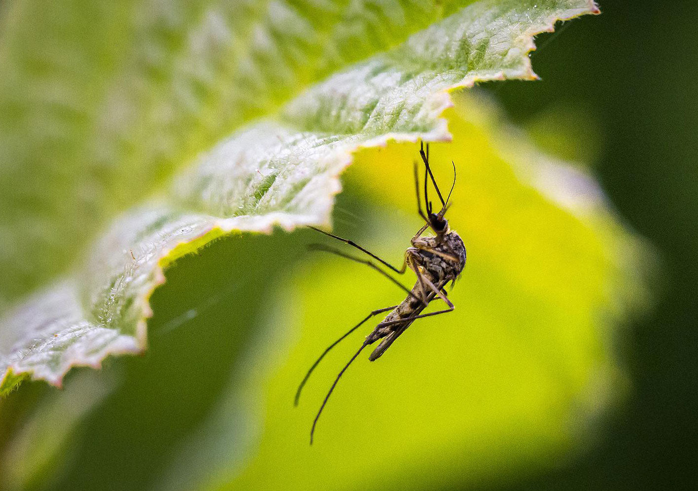 The Camper’s No-Regrets Guide: How to Choose the Right Mosquito Repellent for the Wild