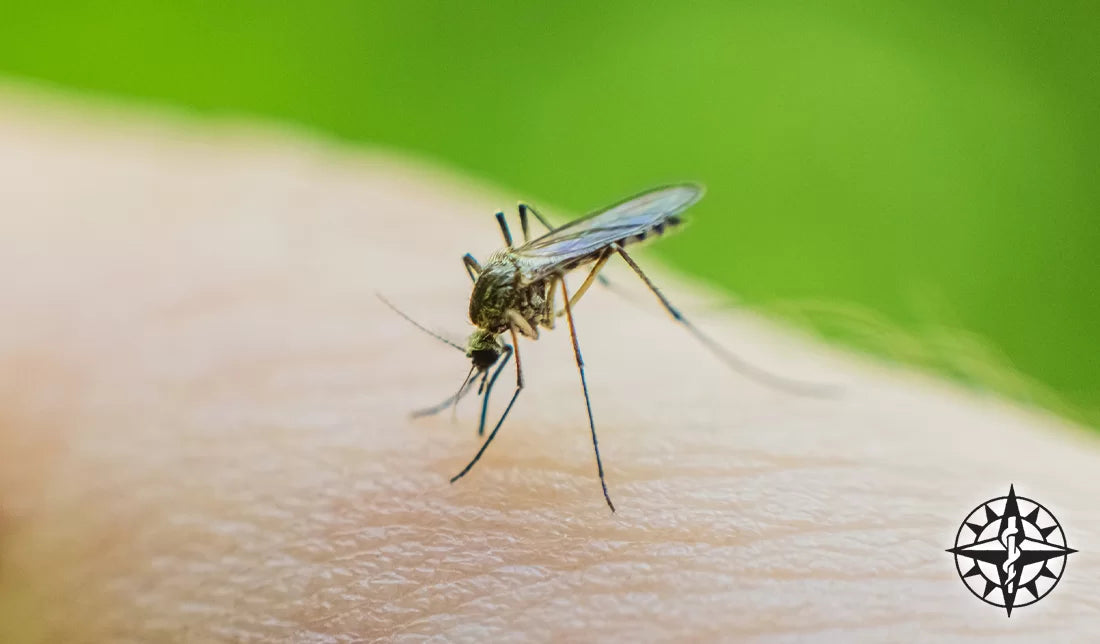 Mosquito-Borne Disease Alert: Essential Health Risks and Prevention Tips for Outdoor Activities in Summer 2026