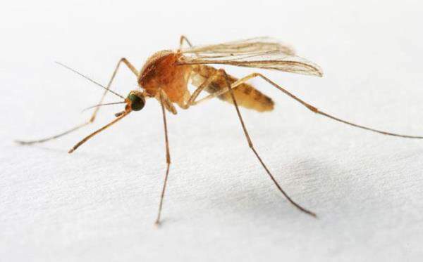 Why Your Mosquito Device Seems Less Effective — It Might Just Need a “Face Wash”