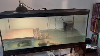 Selecting the Ideal Shape and Size for Your Aquarium