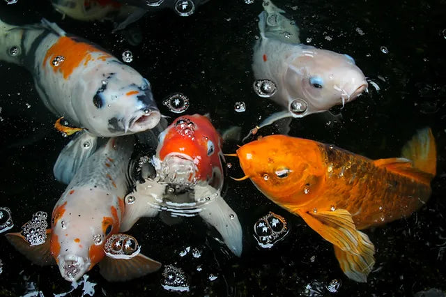 Koi Health Crisis: How Water Quality Dictates Disease—and How to Fix It