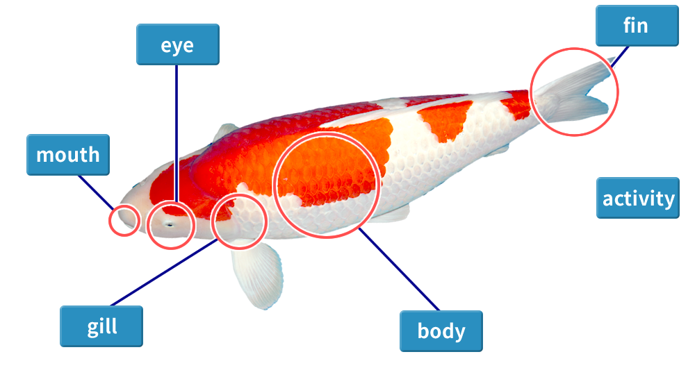 Recognizing Critical Health Red Flags in Koi: A Symptom-Based Guide