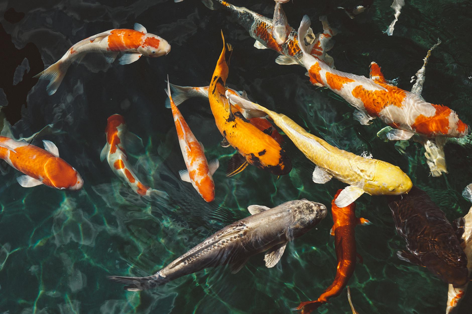 Koi Pond Water Quality: Mastering the Perfect Aquatic Environment