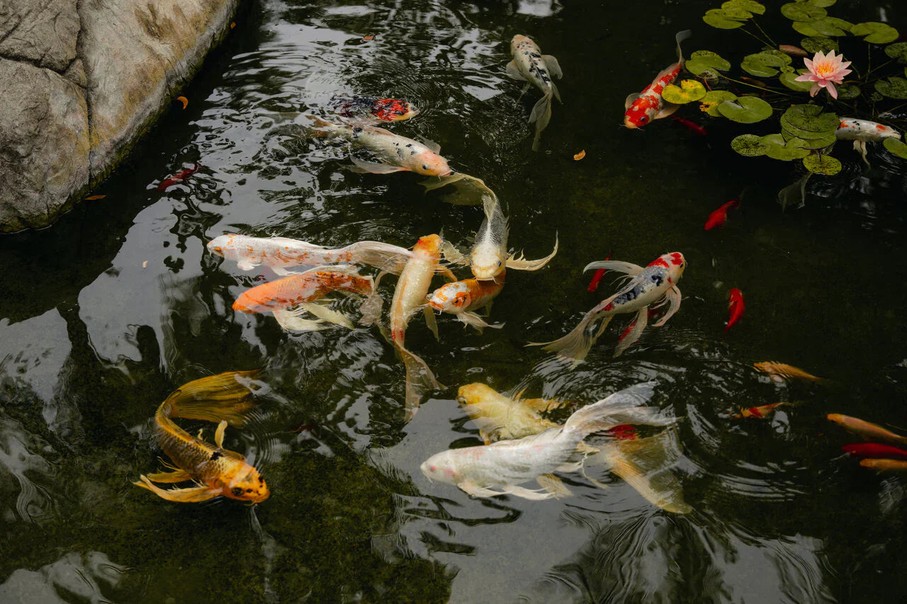 The Ultimate Guide to Keeping Your Koi Pond Water Crystal Clear