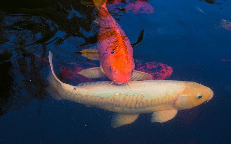 The Ultimate Koi Hobby Slang Dictionary: Advanced Terms Every Beginner Should Know