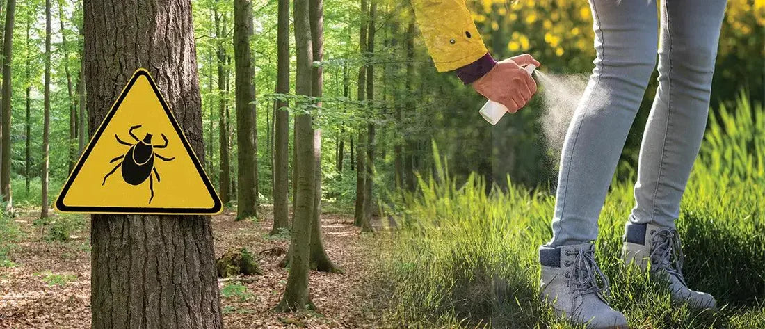 Jungle Hiking Safety Guide: How to Prevent Tick Bites and Rove Beetle Contact in the Wild